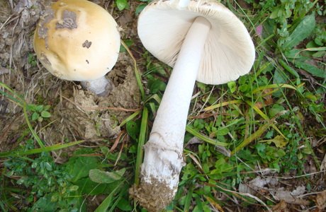 Riesen-Scheidenstreifling (Amanita ceciliae) - © Bernard Wieser Riesen-Scheidenstreifling (Amanita ceciliae) - © Bernard Wieser